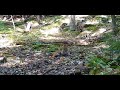 A bobcat stops and grooms itself in front of my trail camera.