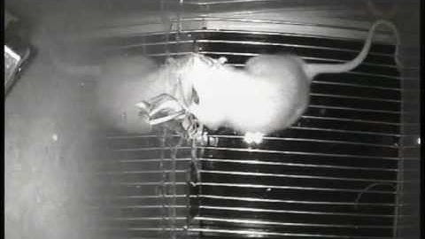 An all-optical, wireless, NIR-optogenetic strategy implemented in freely moving rats