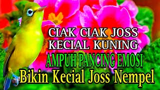 CIAK CIAK JOSS KECIAL KUNING GACOR AMPUH PANCING EMOSI BIKIN KECIAL JOSS NEMPEL