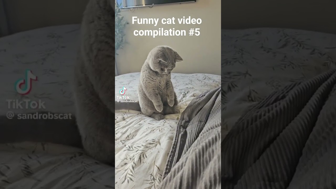Funny cat video compilation #5 🐱