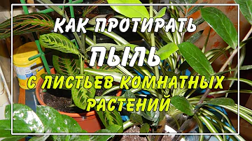 Как протирать пыль с 🚿🌸 комнатных растений. 👍 СУПЕР-СПОСОБ!