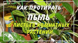 Видео Как протирать пыль с ???????? комнатных растений. ???? СУПЕР-СПОСОБ! (автор: МИР в ЦВЕТУ)