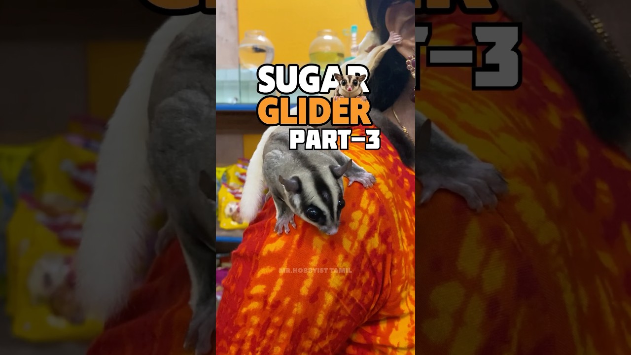 Part-3 😍Sugar Glider 😍 