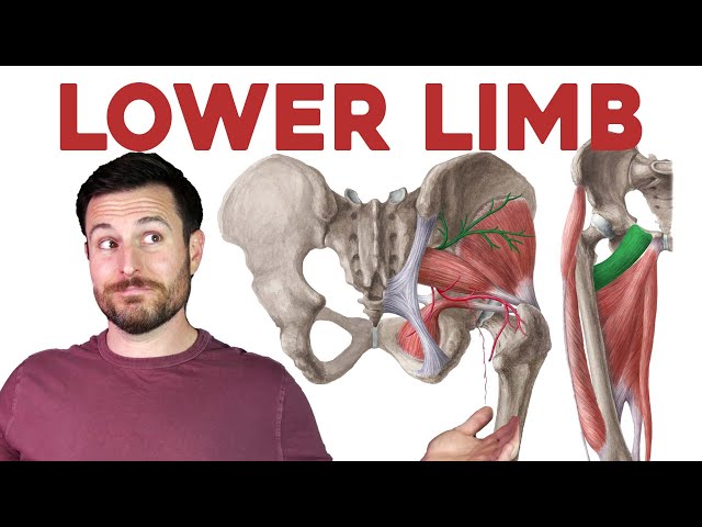 How to Remember Every Muscle of the Lower Limb and Leg | Corporis class=