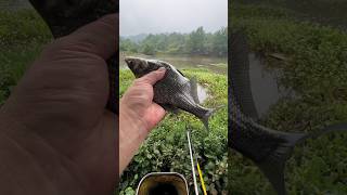Amazing Freshwater Catch! Part 12 #Shorts