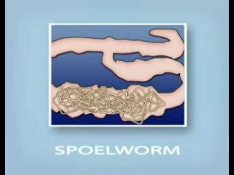 wormpjes in de ontlasting
