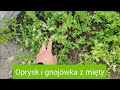 Oprysk i gnojówka z mięty