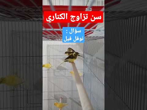 العمر المناسب للتزاوج عند الكناري متى موسم التزاوج عند طيور الكناري