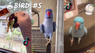 Funny Bird / TikTok Compilation   2023  4K   PART 5