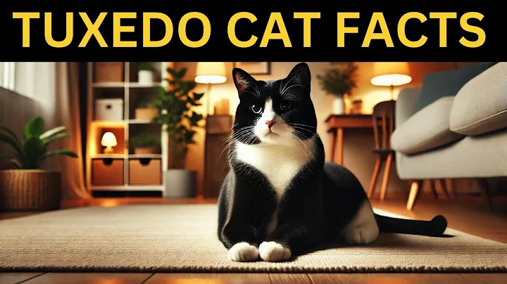 Tuxedo Cats Personality Facts | Rare, Smart And The Best!?