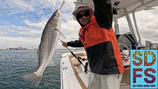 CORVINA, BASS & HALIBUT | Slow Pitch Micro Jigging San Diego Bay | Ahi Ikara Jigs & GT4 Fluorocarbon What Are You Doing Corvina