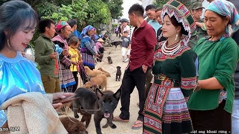 phiên chợ bán chó hmong cộc và lợn bản  / chợ bắc hà - lào cai