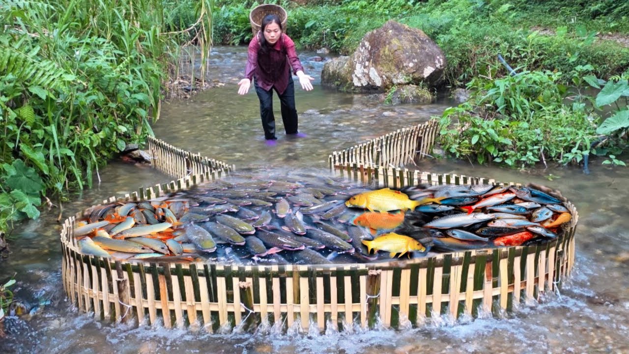 Traditional fish traps, place a large bamboo fish trap in the stream ...