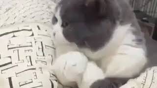 Dont Touch Me Kibar Kedi