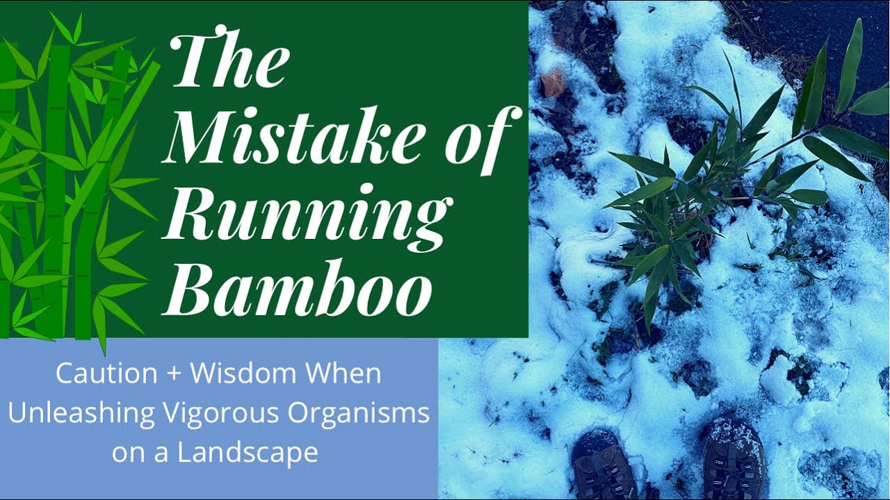 Running Bamboo