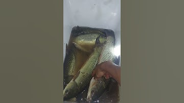 mồi trắm cỏ từ củ sắn và lá sẵn ủ chua siêu nhạy