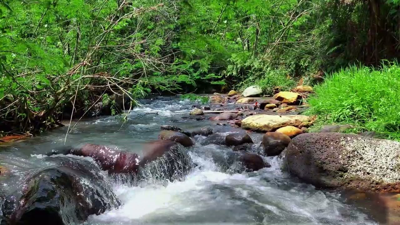 Natural Jungle River Flow Over Large Mossy Boulders Pure Water Soundscape