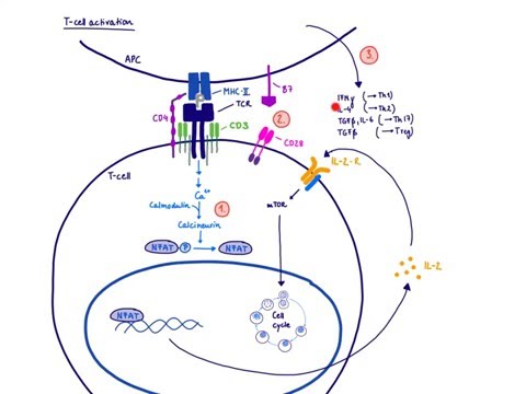 Video: Transplantation - Immunsuppression