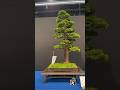 Hinoki Cypress By Jacqueline Saviard At The Trophy Show 2023 Bonsai Tree Bonsaitree Bonsaishow Hinoki Cypress By Jacqueline Saviard At The Trophy Show 2023 Bonsai Tree Bonsaitree Bonsaishow