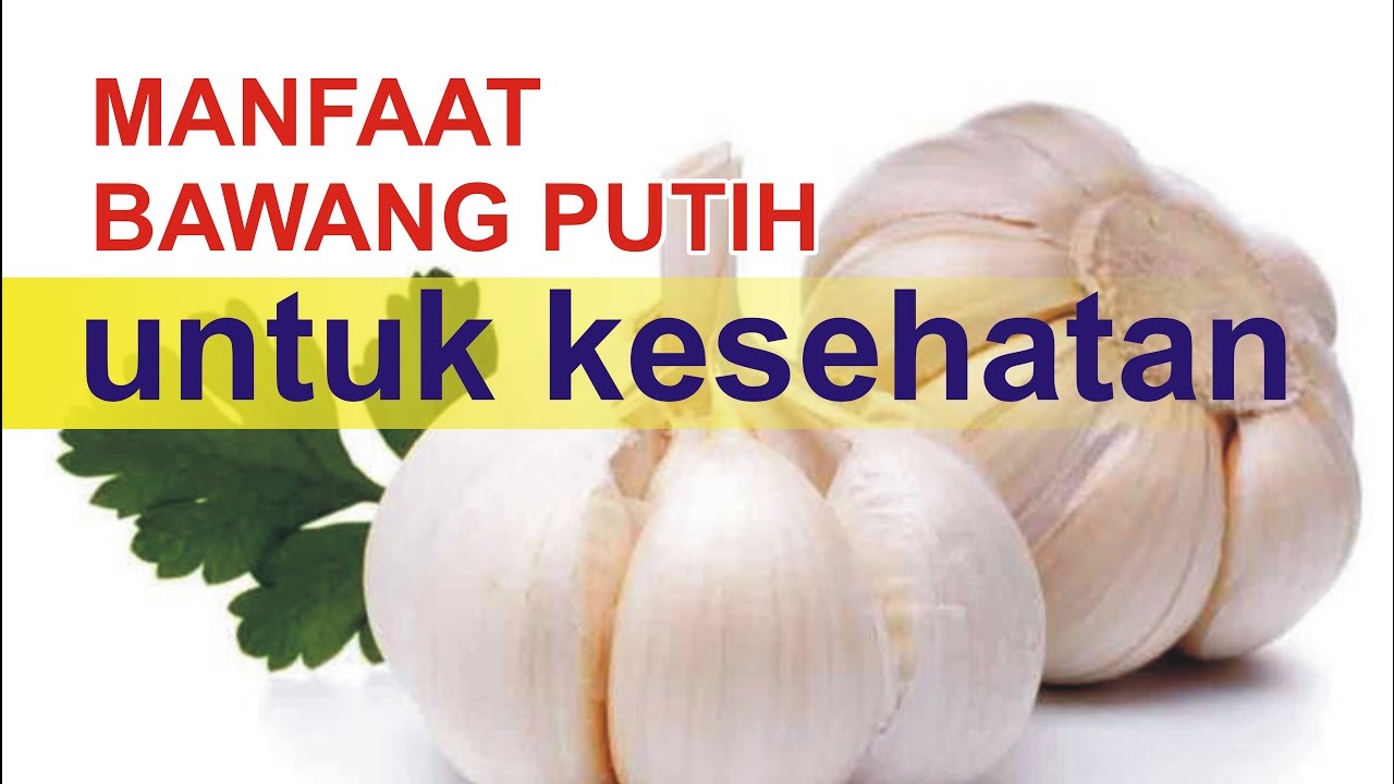 manfaat bawang putih  untuk  kesehatan  YouTube