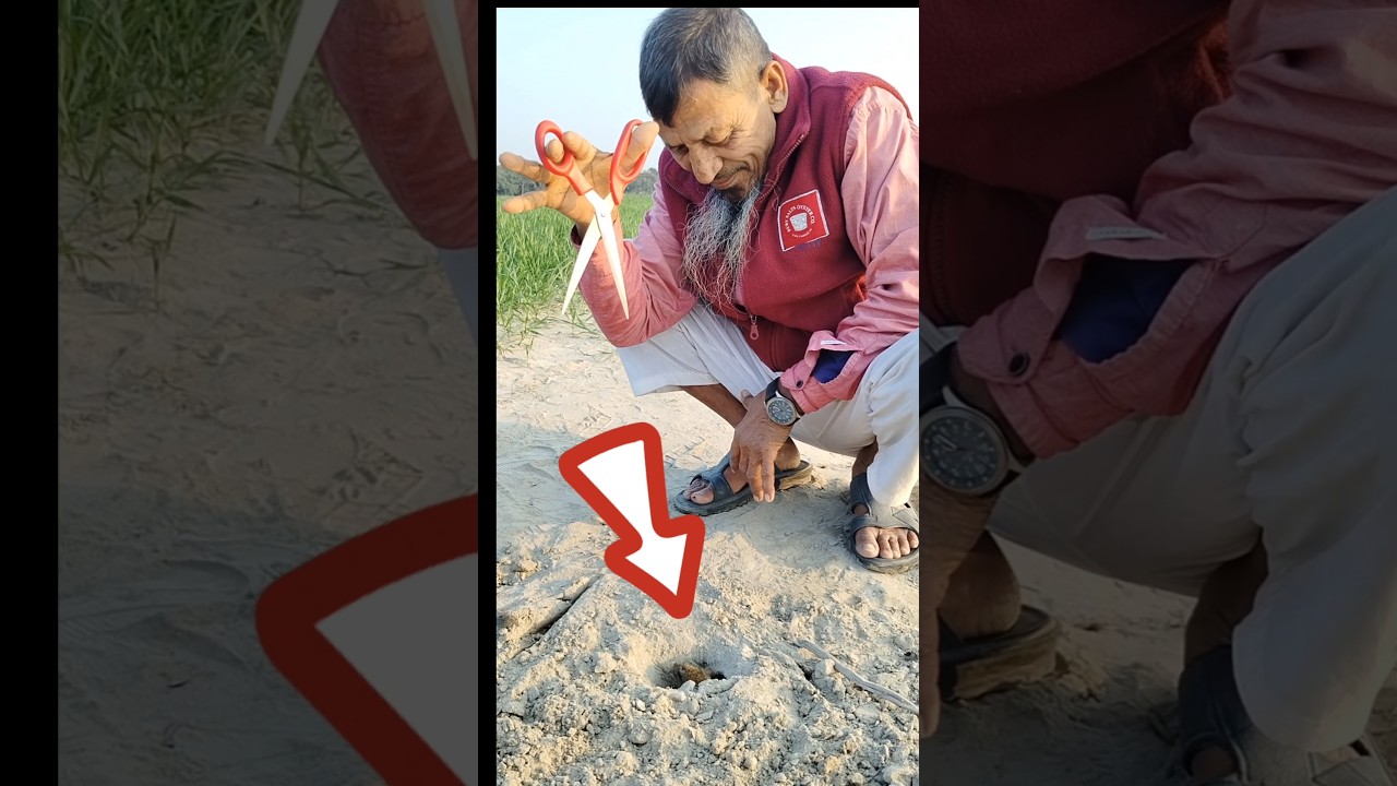 Methods of protecting crops by catching rats 