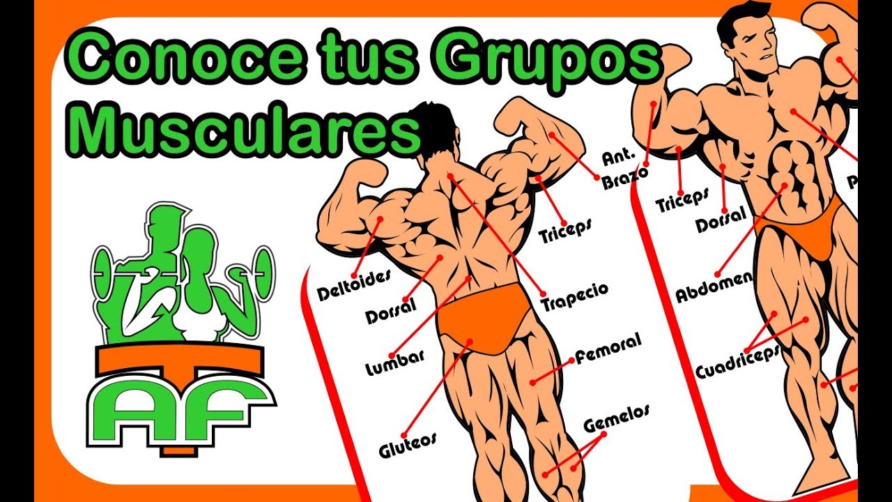 Divisao De Grupos Musculares Para Hipertrofia