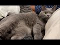 どこまでも追いかけてくる灰色猫が可愛すぎたw