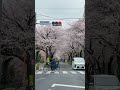 今年の春はあんまり晴れなかったね#桜