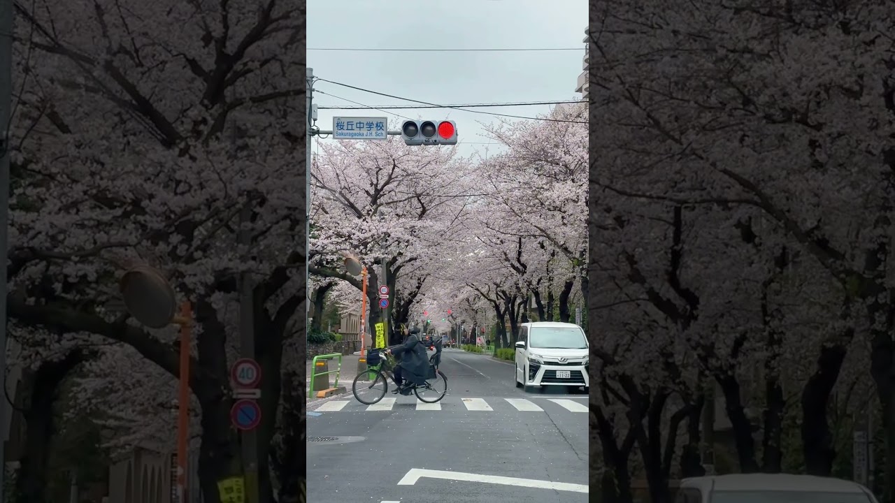 今年の春はあんまり晴れなかったね#桜
