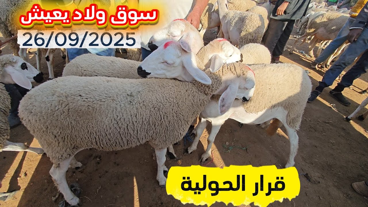 أجي تشوف ثمن الحولية بعد القرار  من #سوق ولاد يعيش بني ملال 26/09/2025 #مواشي #لحم #اكسبلور