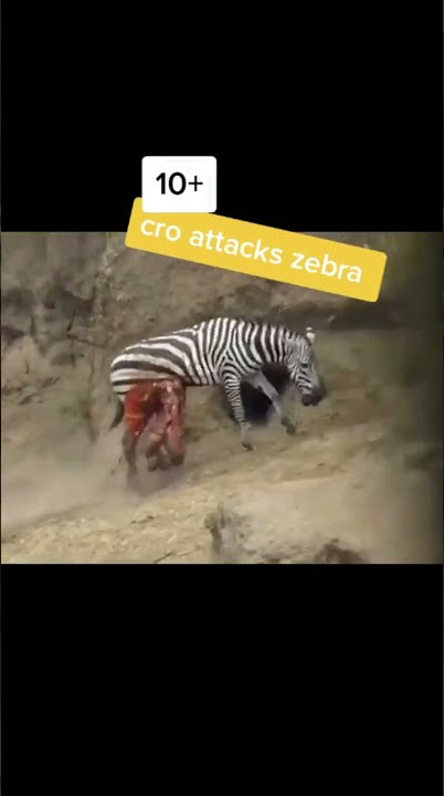 BUAYA GIGIT ZEBRA (USUS SAMPAI KELUAR) #shorts