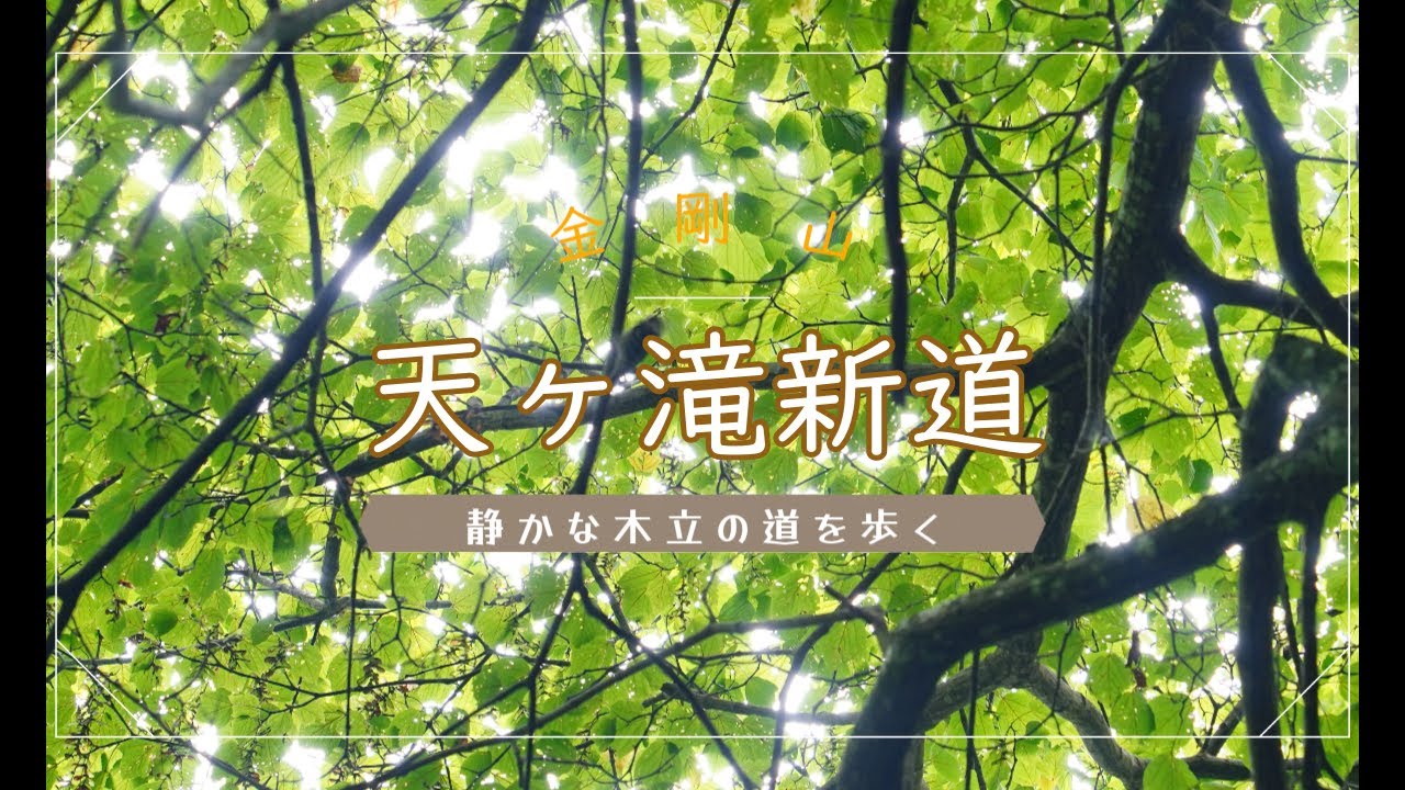 【金剛山】新緑の「天ヶ滝新道」でゆったり登山