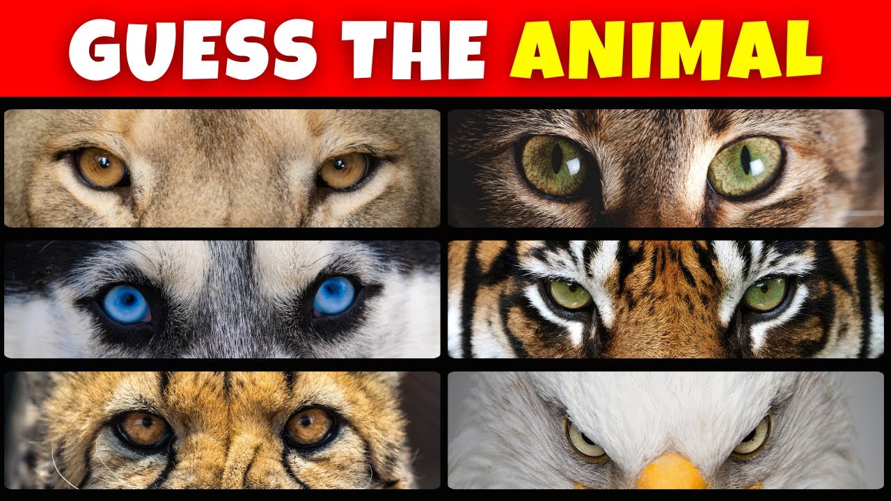 Guess the Animal by Eyes Challenge Animal Quiz - YouTube