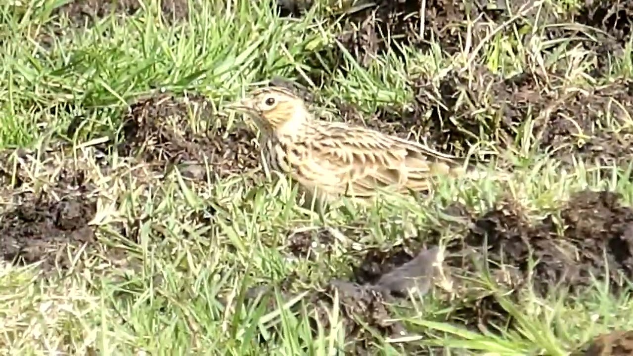 Skylark in Field