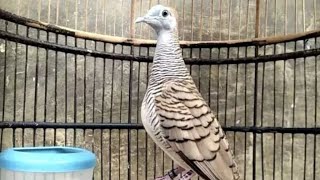 PERKUTUT BANGKOK FULL JANTAN...