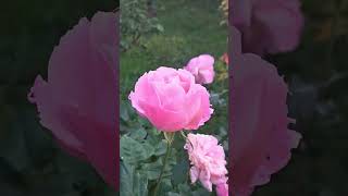 ordinary sunny day in my village (#behemoth, kitties and November Roses)