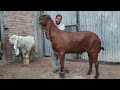 World Record Biggest Bakra In the Pakistan Irfan Goat Farm Hsn Entertainment