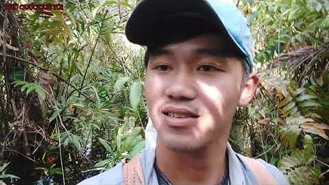 Thăm Lợp Cá Trong Rừng Ngập Nước Ở Phú Quốc | Săn Bắt Phú Quốc