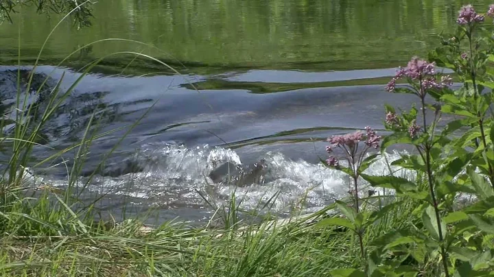 HOT WATER Documentary Trailer