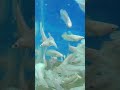 #bettafishuae #aquariumfish