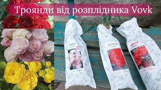 видео: Розы от Плантации Vovk. Обзор посылки с новыми саженцами и Мои Цветущие Розы от Vovk картинка: Розы от Плантации Vovk. Обзор посылки с новыми саженцами и Мои Цветущие Розы от Vovk