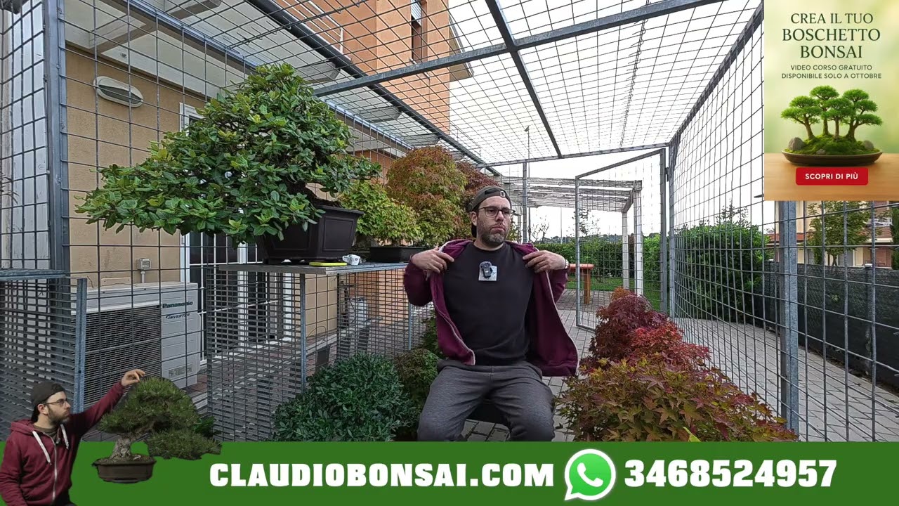 SFAGNO E BONSAI: quando metterlo e quando toglierlo