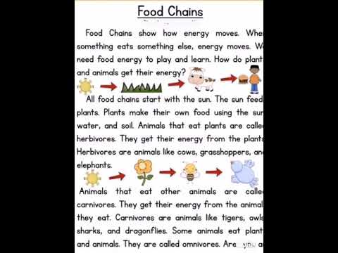 Food Chains