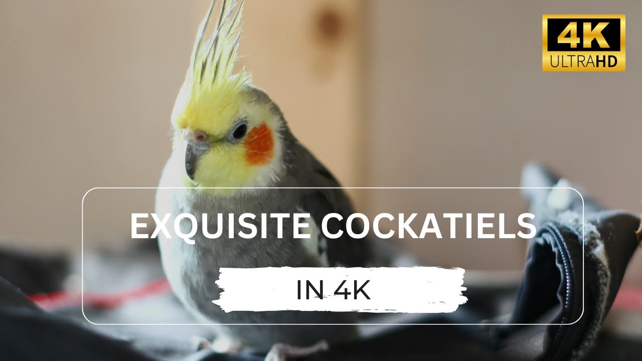 Exquisite Cockatiels in 4K: A Bird Lover's Journey Through Grace and Color. 