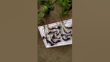 #sâm_ngọc_linh_rừng 320gam sâm rừng nhỏ nhưng cực kỳ già chất lượng chuẩn 5lá củ dài mắt chi chít