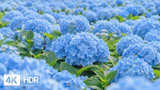 🌸 Find Your Peace Among Beautiful Flowers in 4K | Gentle Piano & Nature screenshot 4
