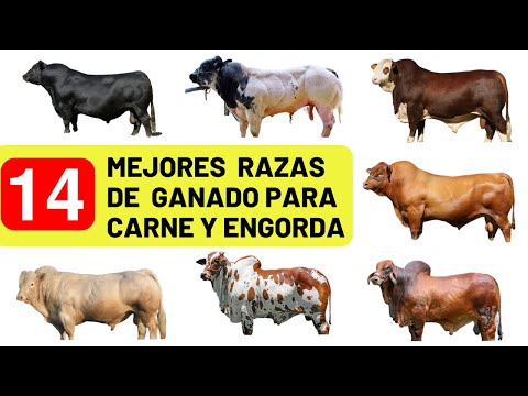 Video: ¿Cómo ganar dinero rápido? ¡Olvídate de la pereza