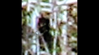 BIGFOOT MOVEMENT