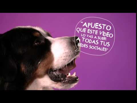 Vídeo: Animales Sociales • Página 2