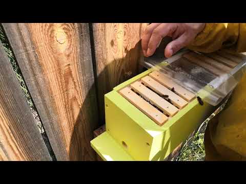 Отбор маток из нуклеусов